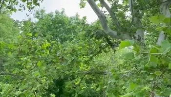 Tree Removal for Complete Care in Cumberland Gap, TN