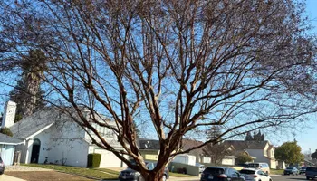 Tree Removal for Sammy's Tree Services in Sacramento, CA