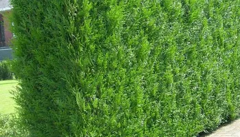 Fall Clean Up for Kingdom Lawn Care  in Shelbyville, TN