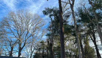 Tree Removal for Native Roots Tree Service in Falmouth, MA