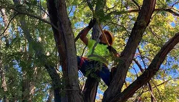 Tree Removal for Village Tree Service  in Whitestown, IN