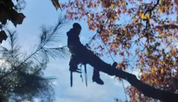 Tree Removal for Silver City Tree Service in Taunton, MA