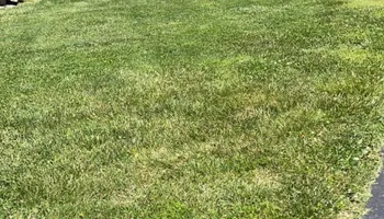 Tree Trimming for Wright Lawn Services in Ozark, MO