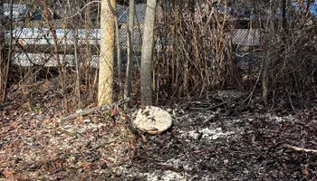 Tree Trimming for DIAZ TREE in Stafford, VA