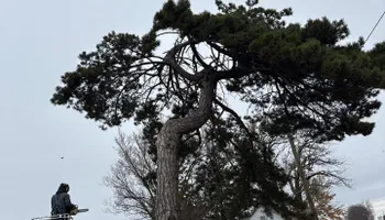 Tree Removal for Fransen's Tree Service  in Freeport, IL