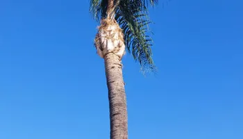 Property Maintenance for Best Lawncare in Colton, CA