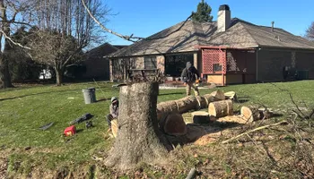 Tree Removal for Optimum Tree Service And Landscaping in Bowling Green, KY