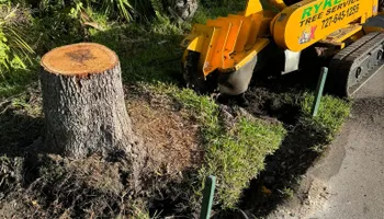 Tree Removal for Ryker's Tree Service in Dunedin, FL