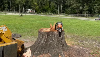 Tree Removal for Alford’s Tree and Stump Services LLC in Lake City, FL