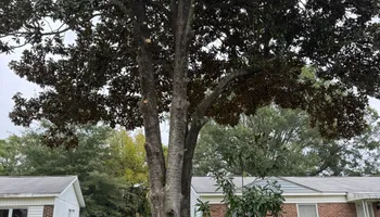 Tree Removal for Tucker's Tree Service and Stump Grinding in Lugoff, SC