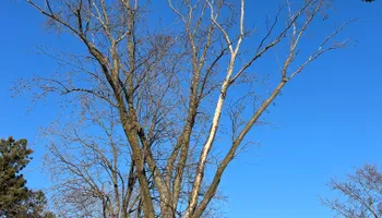 Tree Removal for Allstate Tree Service and Crane in Spring Lake Park, MN