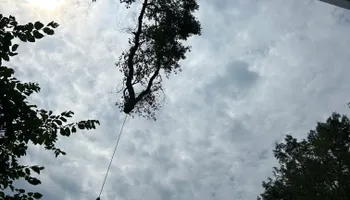 Tree Removal for Allstate Tree Service in Fridley, MN