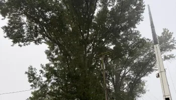 Tree Removal for Melnyk’s Tree Service in Salem County, NJ