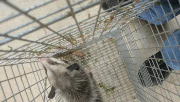 Armadillo Control for Toppers Wildlife Removal in Garland, TX