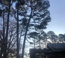 Tree Removal for Dale's Tree Service in Springdale, AR