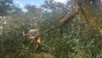Tree Pruning and Trimming for All Around Guys Tree Service in Ocala, FL