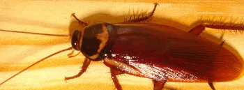 System Overview for Stonecreek Solutions in Sulphur Springs, TX