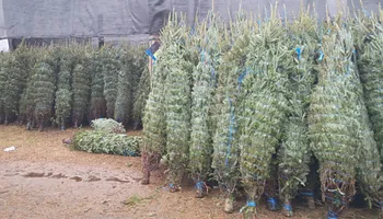 Pinestraw for BAM Another Pinestraw Lot in Flowery Branch, GA