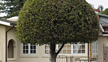 Tree Removal for ASAP Tree Service in Sebastian, FL