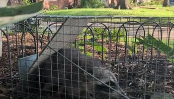 Residential Wildlife Control for Topper's Wildlife Removal in Garland, TX