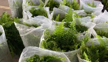 Plant Sales for S&R Landscaping and Nursery in Charlotte, NC