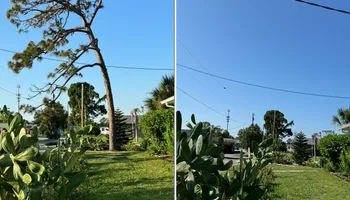 Tree Removal for Lemon Bay Tree Service  in Englewood, FL