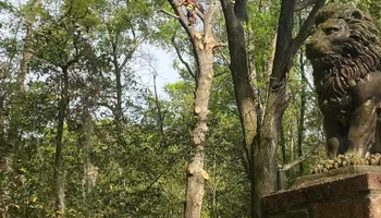 Tree Removal for Top Notch Tree Experts in Orange Park, FL