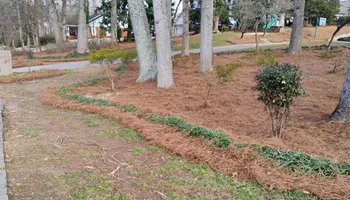 Pinestraw for BAM Another Pinestraw Lot in Flowery Branch, GA