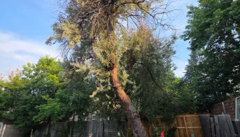 Tree Removal for Family Tree & Landscape LLC in Aurora, CO