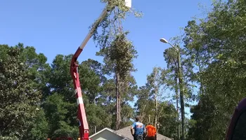 Tree Removal for Asbell's Tree & Land Services in Gilchrist County, FL
