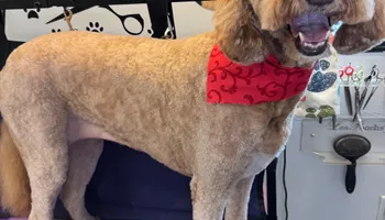 Bath for Curbside Clips Mobile Grooming in Roachdale, Indiana