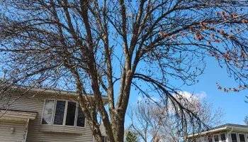 Tree Removal for Big River lawn Care services and snow LLC in Wausau, WI