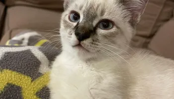 Plumbing Remodels for Mr. Pipe Dreams LLC in Colorado Springs, CO