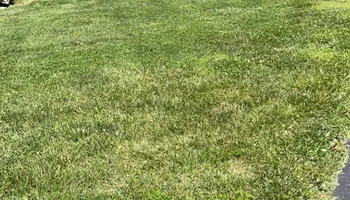 Tree Trimming for Wright Lawn Services in Ozark, MO