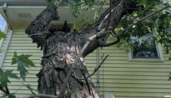 Tree Removal for Allstate Tree Service and Crane in Minneapolis, MN