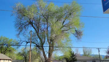 Tree Removal for Langston Tree & Landscape LLC in Canon City, CO