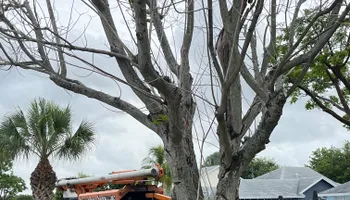 Tree Trimming for Sam's Tree Service in Miami Beach,  FL