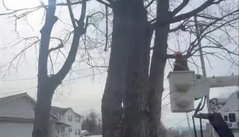 Tree Removal for Complete Care in Cumberland Gap, TN