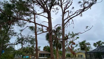 Tree Removal for MX Trees LLC in Englewood, FL