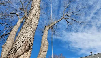 Tree Removal for Smith Tree Experts in Palmyra, VA