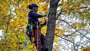 Tree Removal for Hickory Ridge Tree Service in Roxboro, NC