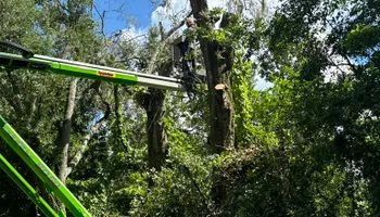 Tree Removal for Elevation Tree Service in Holiday, FL