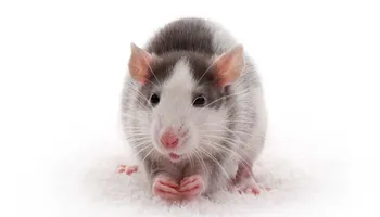 Residential Pest Control for All Pro Pest Control LLC in Banner, KY