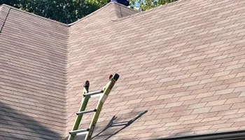 Raccoon Control for Magnolia Wildlife Solutions  in  Collierville, TN