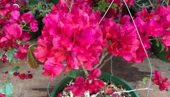 Plant Sales for S&R Landscaping and Nursery in Charlotte, NC