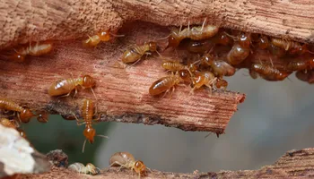 Pest Control Management for Pest Control Management in Montgomery County, PA