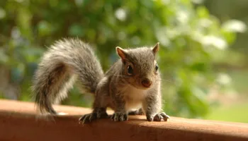 Residential Wildlife Control for The Critter Crew in DFW, TX