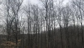 Tree Removal for Merriman's Tree Service in Nineveh,  IN