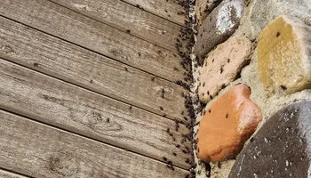 General Pest Control for Arvo Pest Control in Sandy, UT