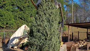 Pinestraw for BAM Another Pinestraw Lot in Flowery Branch, GA